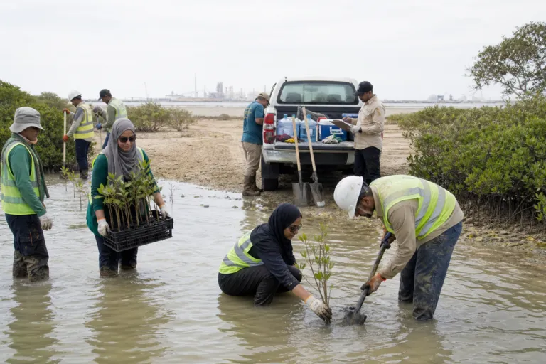 10 Million Trees, 10 Million Mangroves: Inside the Maaden Afforestation Initiative’s Bold Coastal Push
